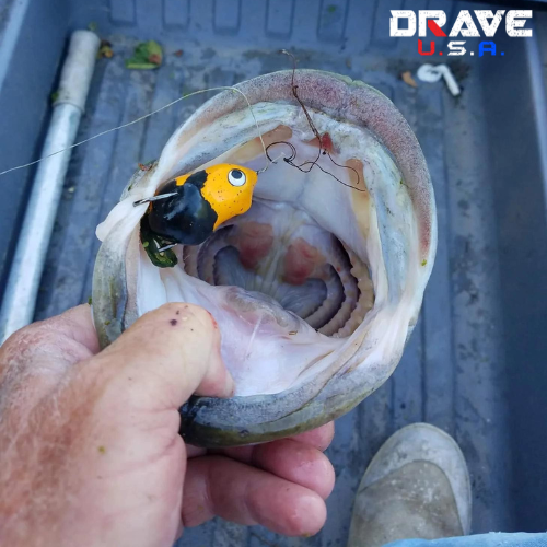 Mastering Hollow-Body Frog Lures Fishing with DraveUSA