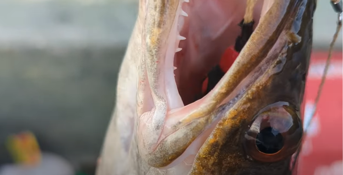 Load video: Ducky Duck Catches Snakeheads